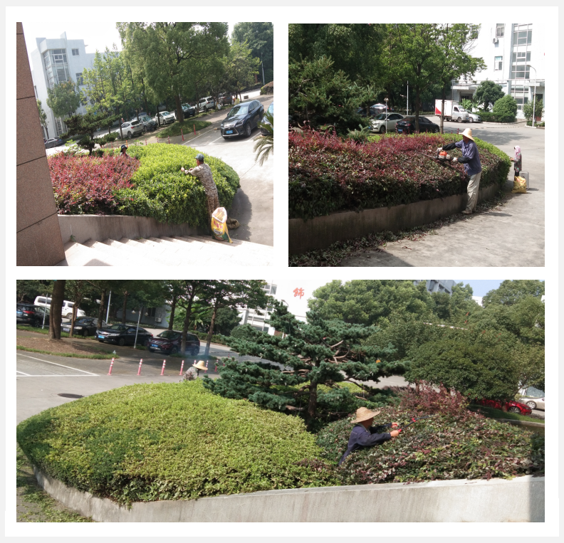 美化绿化，我们在行动      
